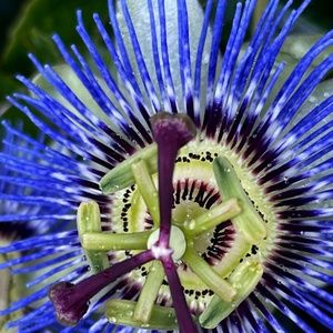 Meet your Posher, Jean!